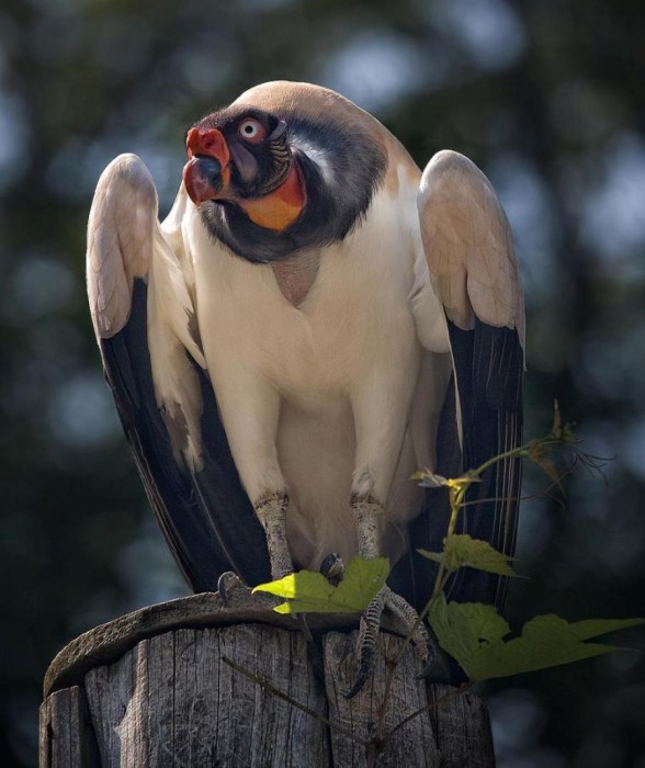 king vulture.jpg (100 KB)